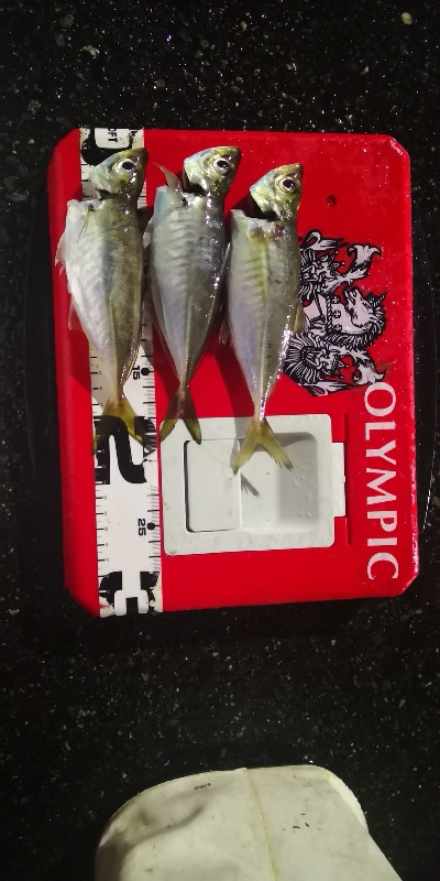 アジング練習 162