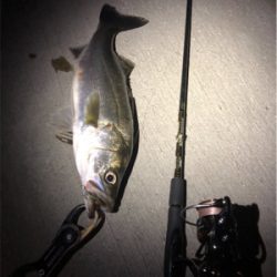 ナイトシーバス!