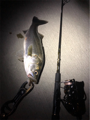 ナイトシーバス!