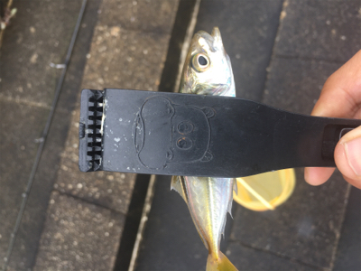 短時間アジング