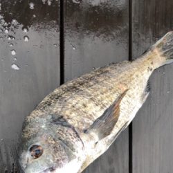 エビ撒き　活性が高い