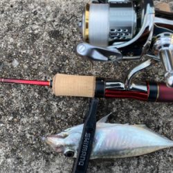 アジングアジング楽しいな