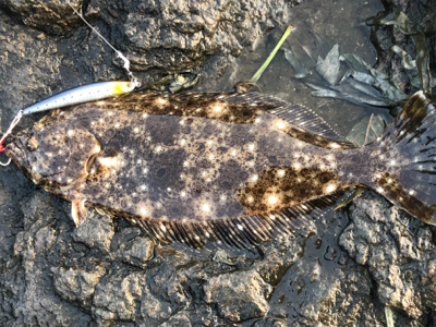 ヒラメ　地磯　ジグミノー