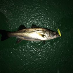 サイズも数も出ない