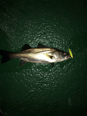 サイズも数も出ない