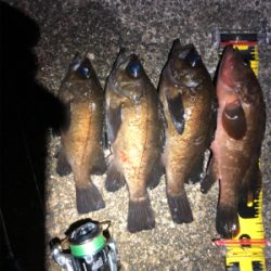 タヌキに要注意！