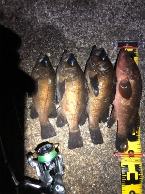 タヌキに要注意！