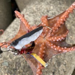 日曜日は朝タコ!