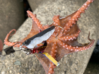 日曜日は朝タコ!