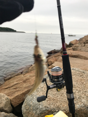 キス引き釣り(^^)