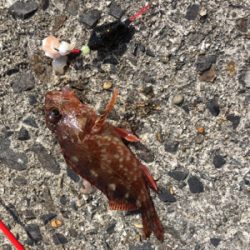 小さなカサゴばかり…