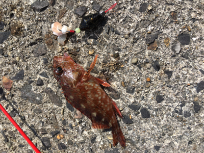 小さなカサゴばかり…