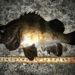 2020ライトゲーム第20戦