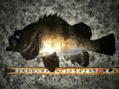 2020ライトゲーム第20戦