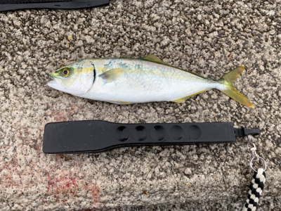 mcにて太刀魚狙い