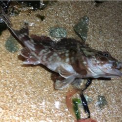 ジグ単ガシリング