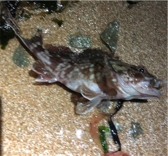 ジグ単ガシリング