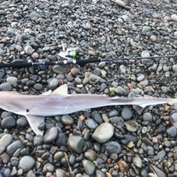 シャーク 和歌山県 御坊 ショアジギング サメ 陸っぱり 釣り 魚釣り 釣果情報サイト カンパリ