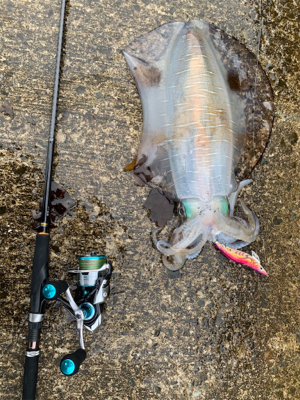 まだまだいた！デカイカで墨付け完了