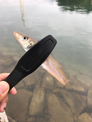 キスちょい投げ