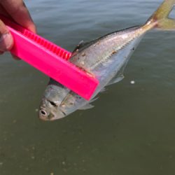 アジング兼サバゲー