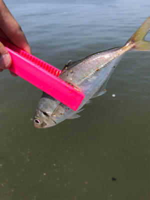 アジング兼サバゲー