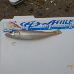 海水浴シーズンはじまる