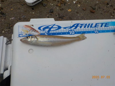 海水浴シーズンはじまる