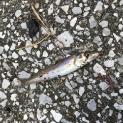 キス釣りに挑戦