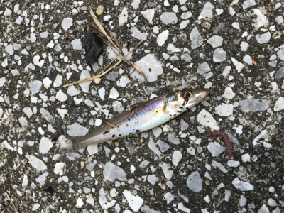 キス釣りに挑戦