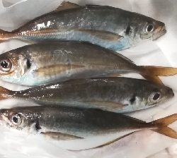 アジング1915〜2045