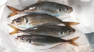 アジング1915〜2045