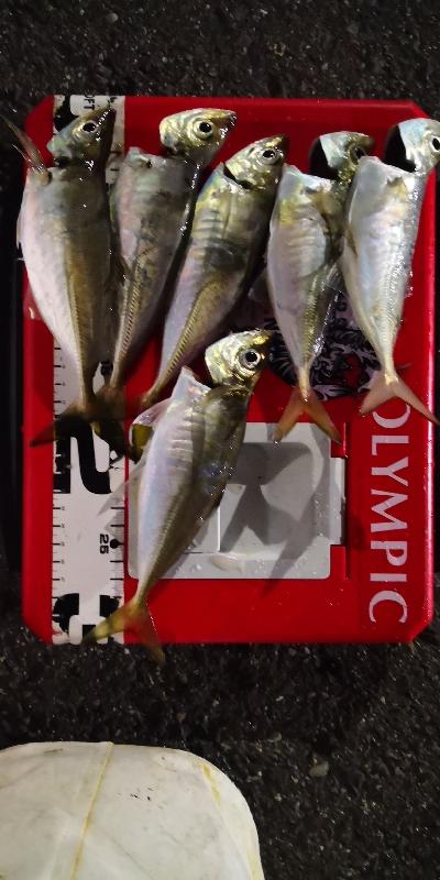 アジング練習 164