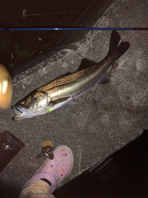 シーバス狙いで