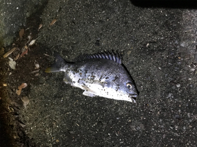 ポイント開拓！