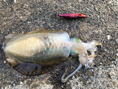 用事ついでのエギング