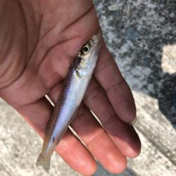 ファミリーキス釣り☆GUNNING-STYLE