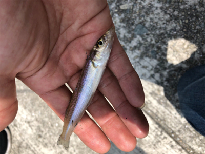 ファミリーキス釣り☆GUNNING-STYLE