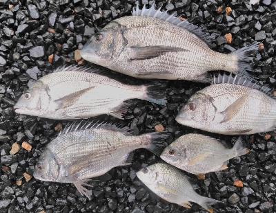 チヌ釣り　泥濁り