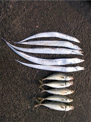 ルアーが餌になった日