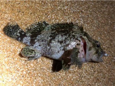 ガシラ不在！？