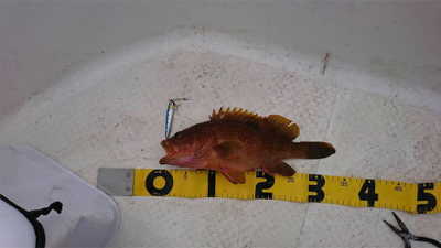 まあまあの釣果