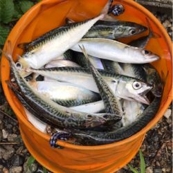 サバサバサバサバ〜