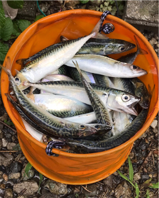 サバサバサバサバ〜