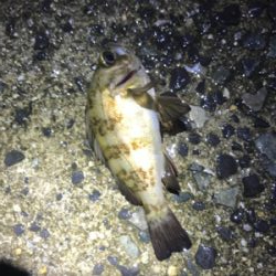 久しぶりにメバリング(^。^)