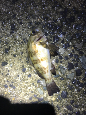 久しぶりにメバリング(^｡^)