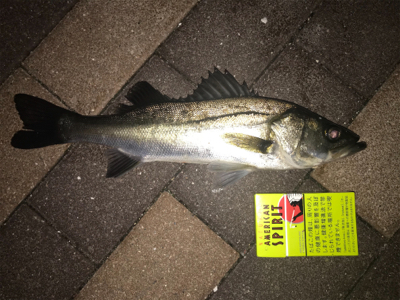 有明北緑道公園でシーバス