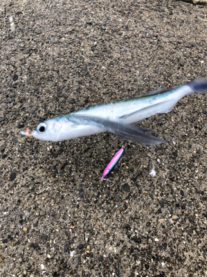 陸っぱりトビウオ！