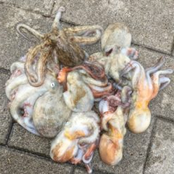 雨上がりタコ調査