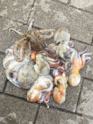 雨上がりタコ調査